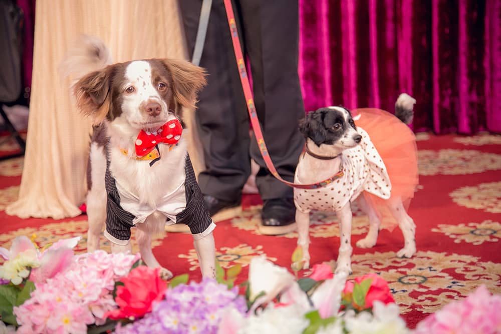 Wedding婚禮記錄 大熊婚禮攝影 