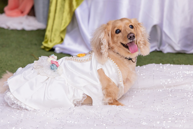 Apple婚禮攝影 Wedding婚禮記錄 